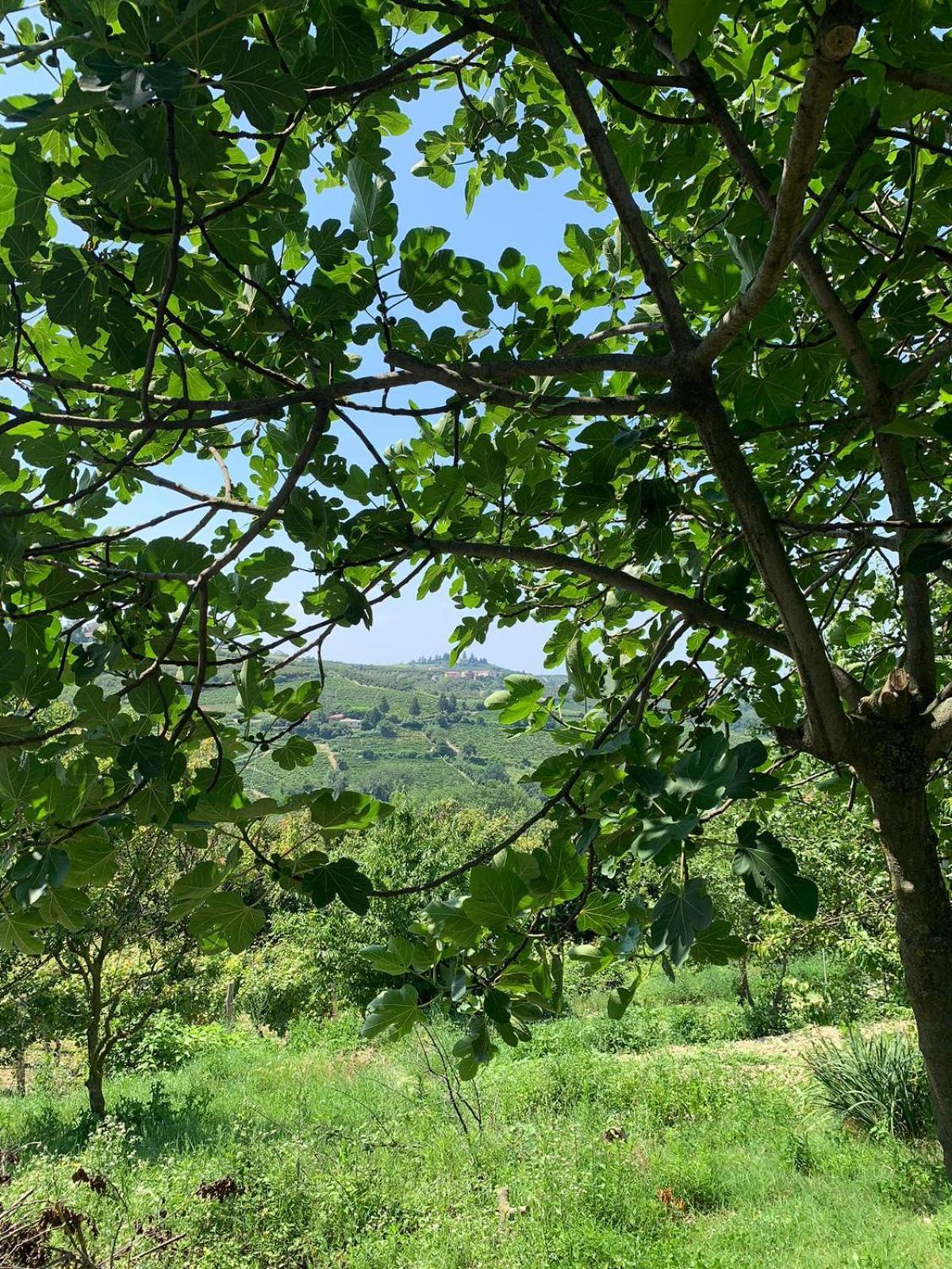 Agriturismo Cascina Anri Mango Zewnętrze zdjęcie
